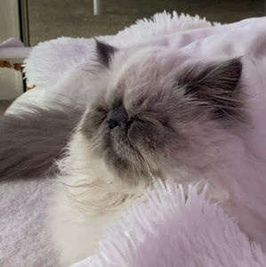 Meet your Posher, Annaroza